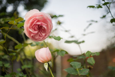 Close-up of rose bud