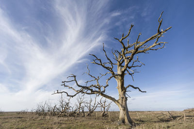 Bare tree on field against sky