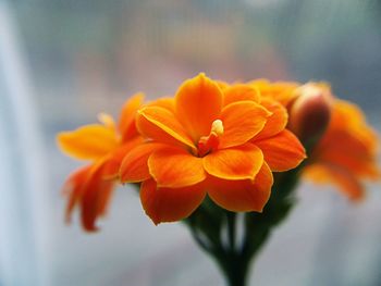 Close-up of orange flowering plant