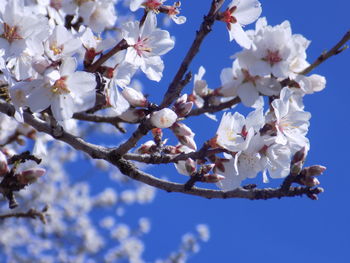 Low angle view of apple blossoms in spring