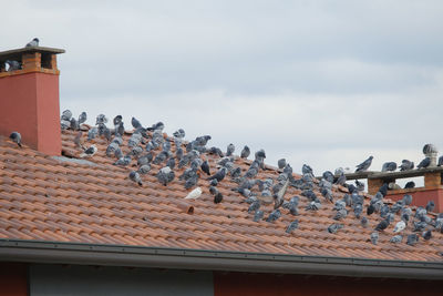 Flock of birds on roof against sky
