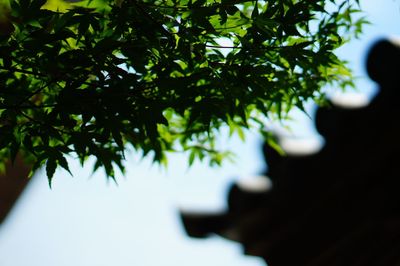 Close-up low angle view of leaves