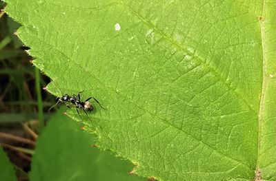 Close-up of insect on leaf