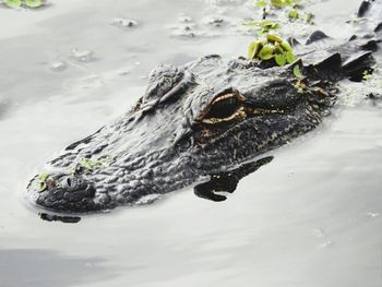 High angle view of alligator swimming in water