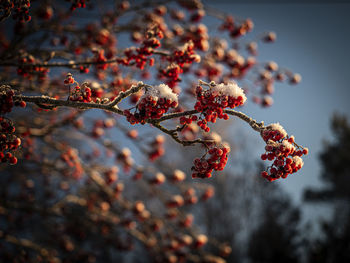 Red red berries