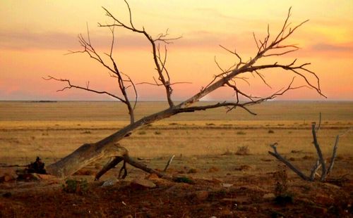 Bare trees on landscape at sunset