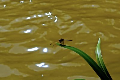 Close-up of insect on a lake
