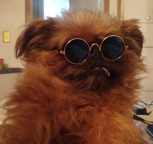 Close-up of dog with sunglasses