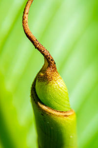 Close-up of fruit on plant