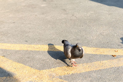 High angle view of pigeon perching on road