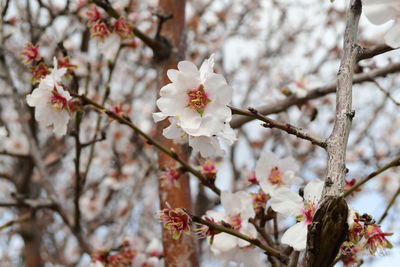 Close-up of cherry blossoms in spring