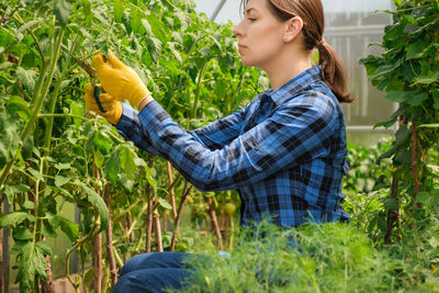 Young woman in blue shirt gardening in a greenhouse. female organic farmer trimming tomatoes.