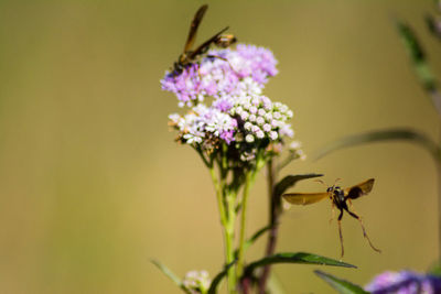 Close-up of bee pollinating on flower