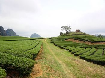 Tea plantation in vietnam