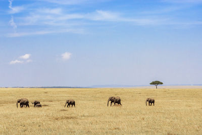 Family elephant group walking on the savanna with a acacia tree