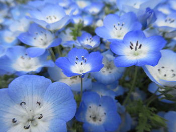 Close-up of fresh white flowers blooming outdoors
