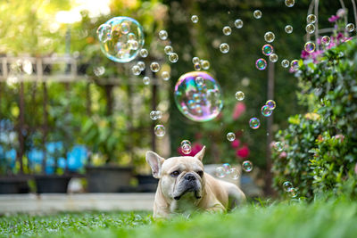 High angle view of dog in mid-air