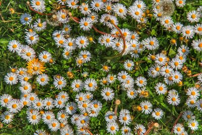 High angle view of flowering plants