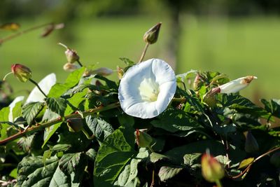 Close-up of white flowering plants