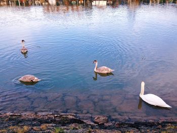 High angle view of swans swimming in lake