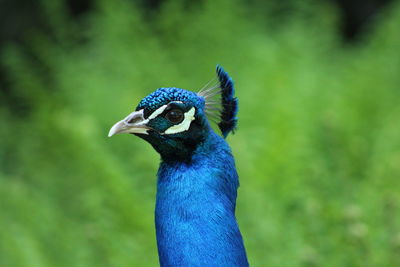 Close-up of a bird looking away