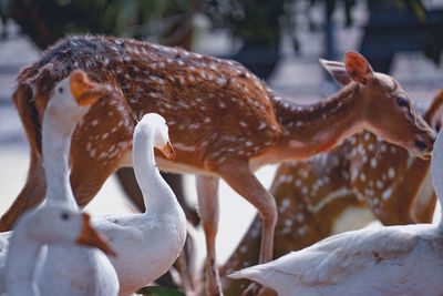 Close-up of a bird