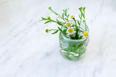 High angle view of flowering plant in jar