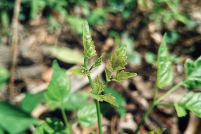 Close-up of plant on field