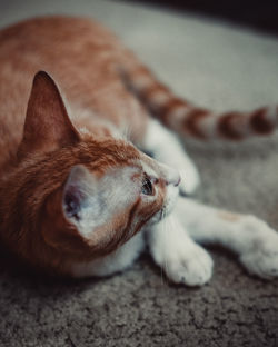 Beautiful cat resting on carpet