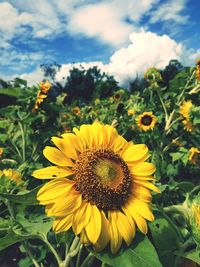 Close-up of yellow sunflower against sky