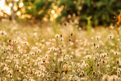 Close-up of flowering plants