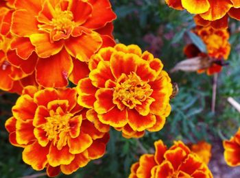 Close-up of orange flower