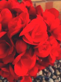 Close-up of red roses