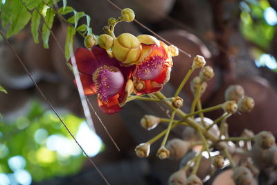 Close-up of red berries on plant