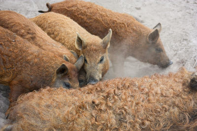 High angle view of mother pig and piglets