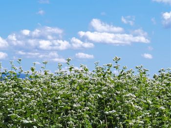 Flowering plants on field against sky