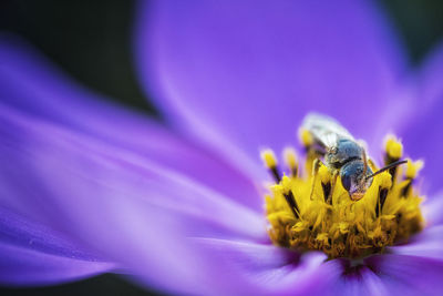 Close-up of honey bee pollinating on purple flower