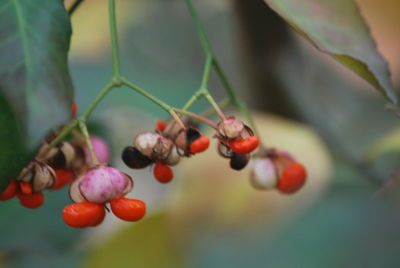 Close-up of red berries