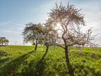 Tree on field against sky