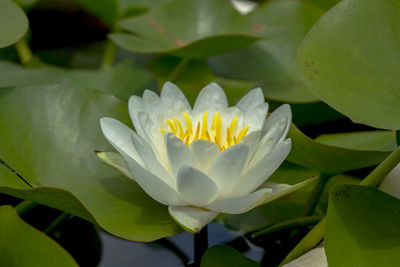 Close-up of white water lily in lake
