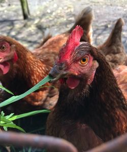 Close-up of rooster