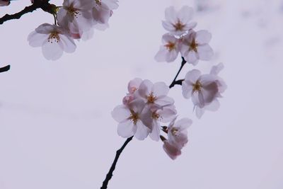 Low angle view of apple blossoms in spring against sky