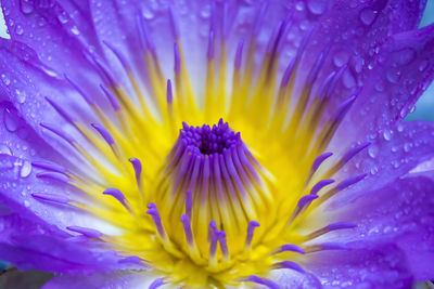 Close-up of water drops on purple flower