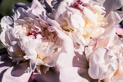 Midsection of bride holding bouquet