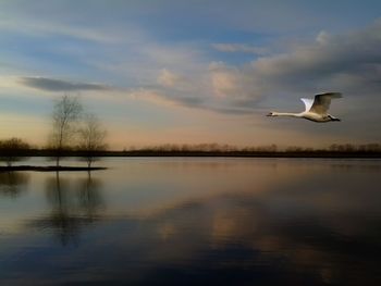 Swan flying over river against sky during sunset