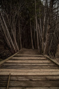 Surface level of boardwalk in forest