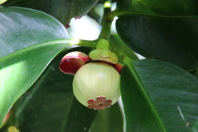 Close-up of fruits on tree