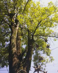 Low angle view of tree against sky