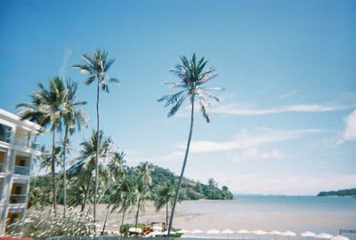 Palm trees against blue sky