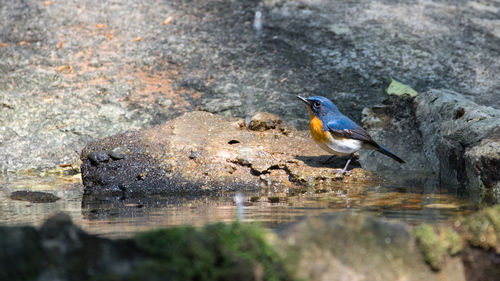 Close-up of bird perching on lake